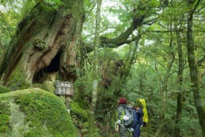 白谷雲水峡の二代大杉