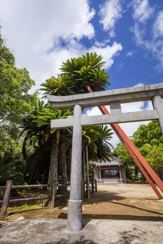 坂井神社の大ソテツ