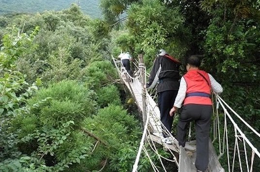 梢回廊キャノピーウォーク