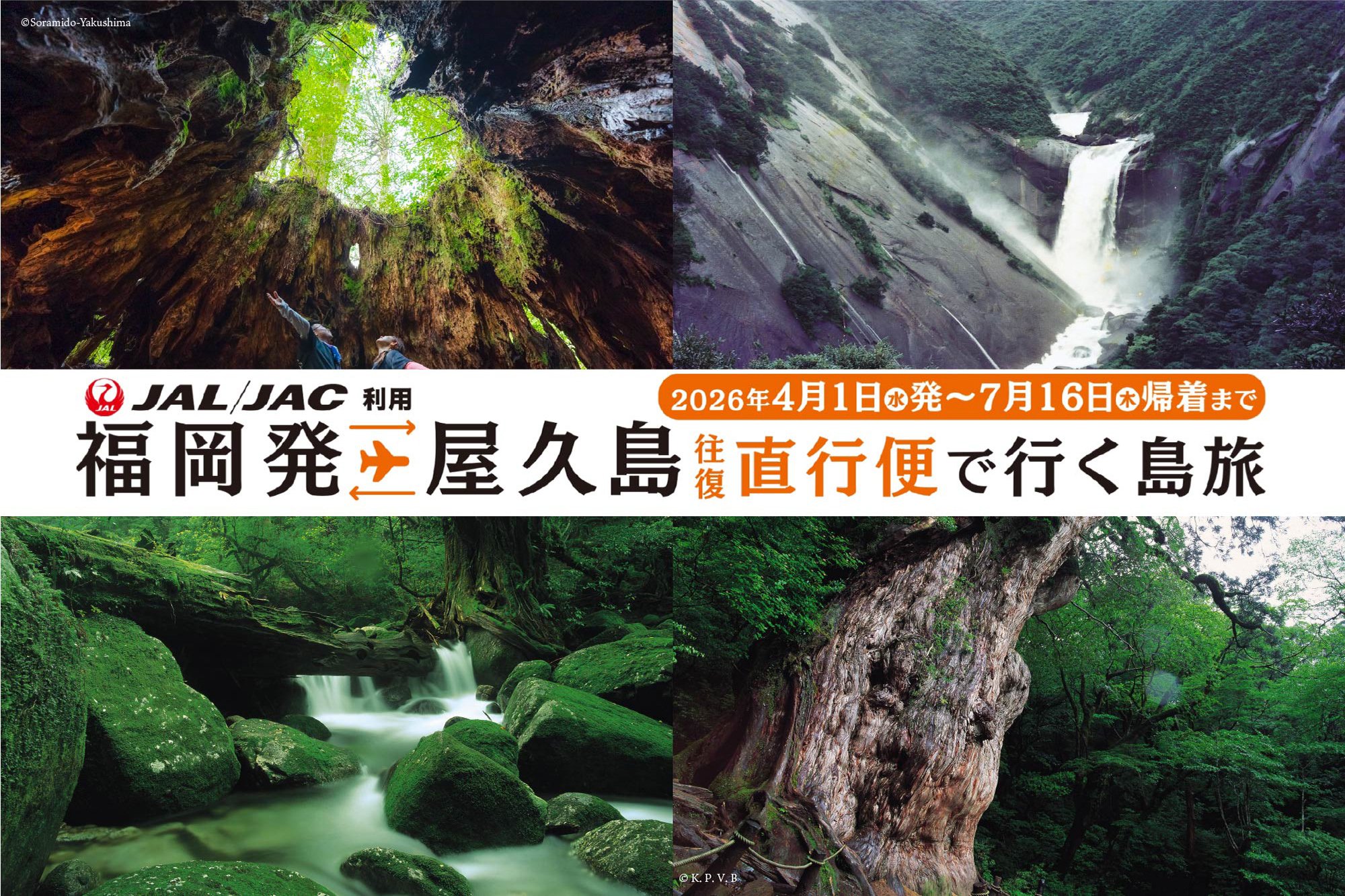 ２０２６年４月１日～２０２６年７月１６日帰着まで 福岡から屋久島まで直行！！ JAL/JAC利用福岡発屋久島 往復直行便で行く島旅