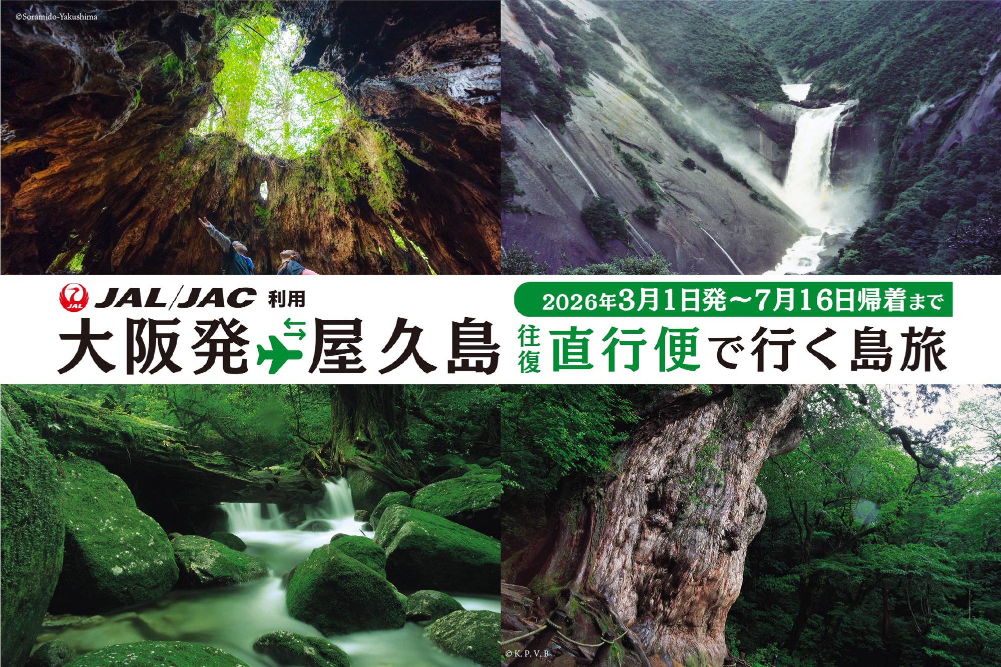 ２０２６年４月１日～２０２６年７月１６日帰着まで 福岡から屋久島まで直行！！ JAL/JAC利用大阪発屋久島 往復直行便で行く島旅